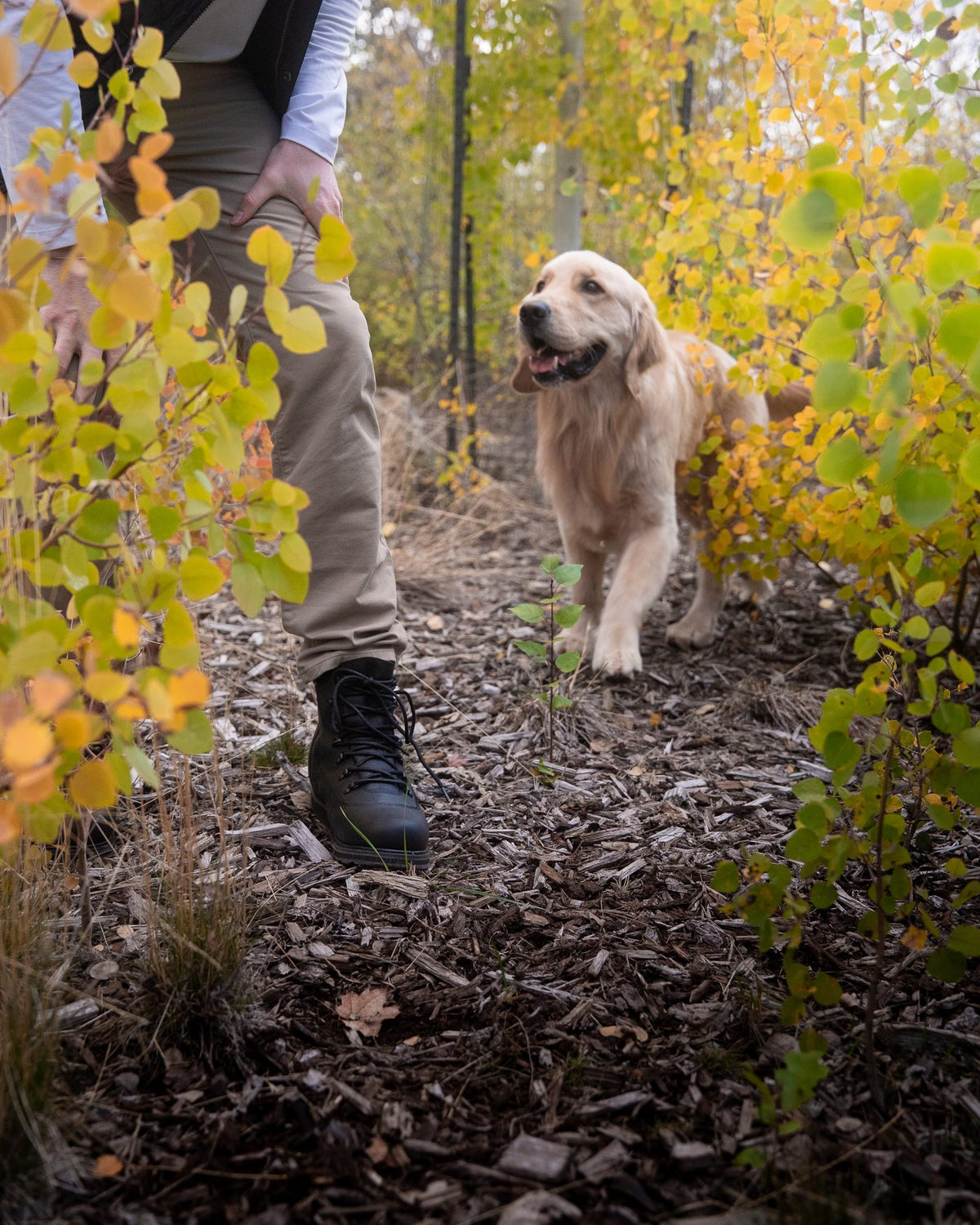 ARMSTRONG in Black on a forest trail with a golden retriever